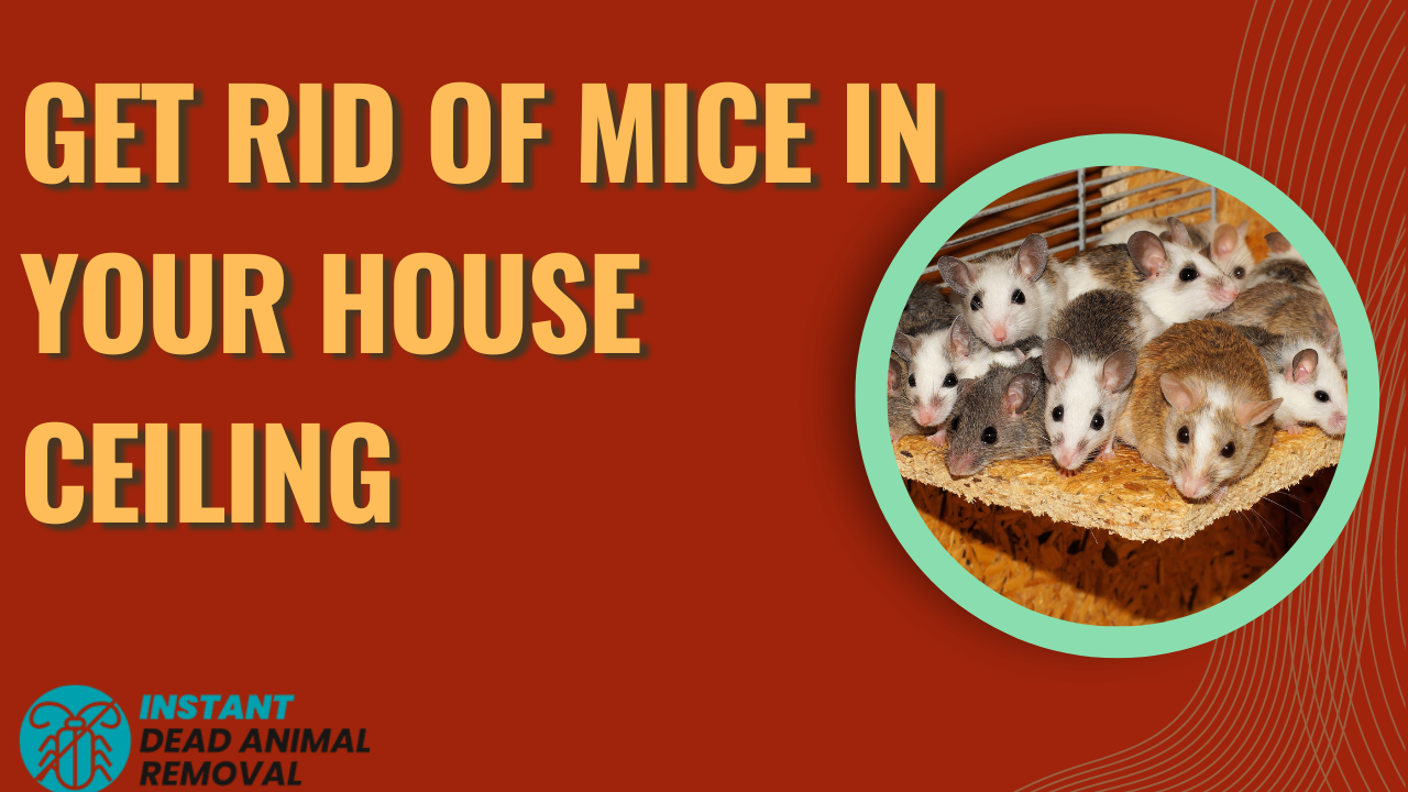 Get Rid of Mice in Your House Ceiling