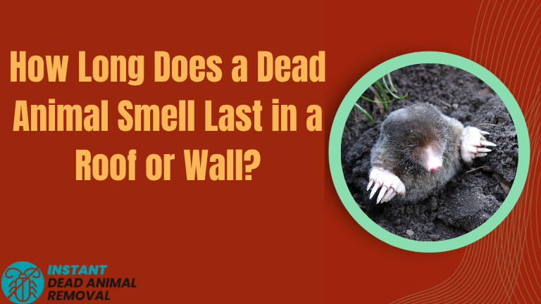 How Long Does a Dead Animal Smell Last in a Roof or Wall