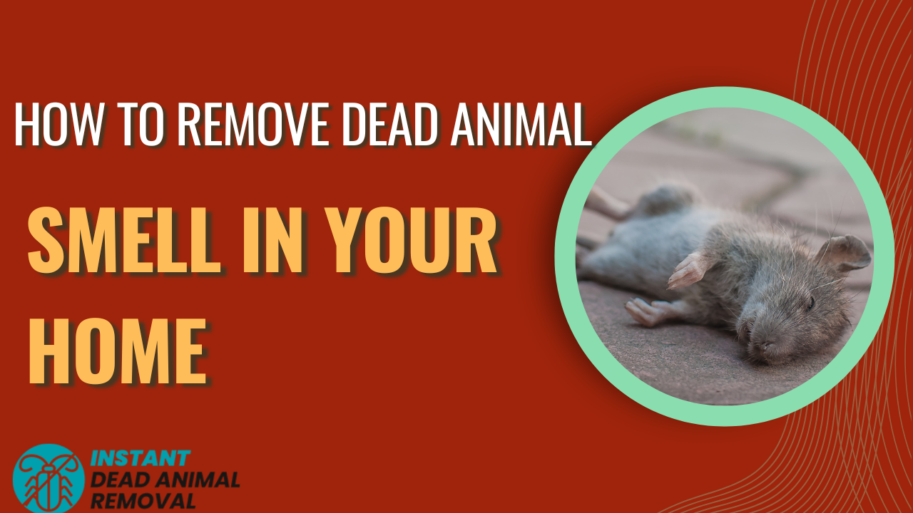 How to Remove Dead Animal Smell in Your Home