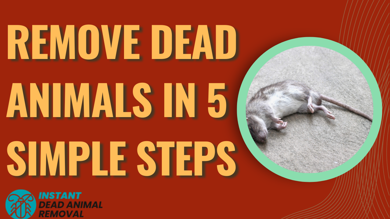 Remove Dead Animals in 5 Simple Steps
